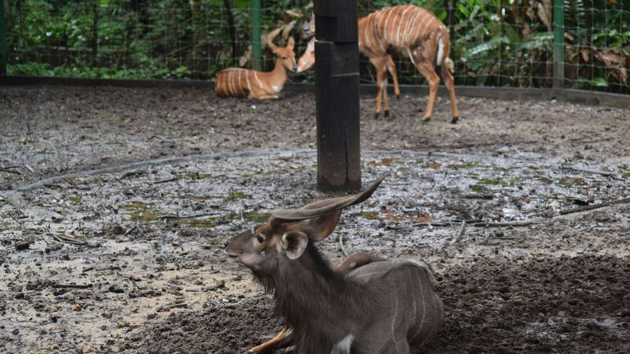 Get Close to Nature with Animal Encounters