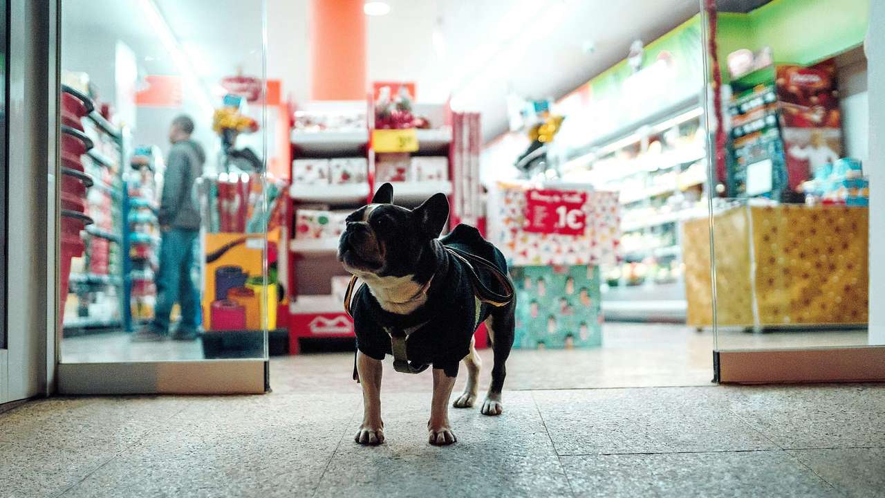 Pet Shops in Bangkok
